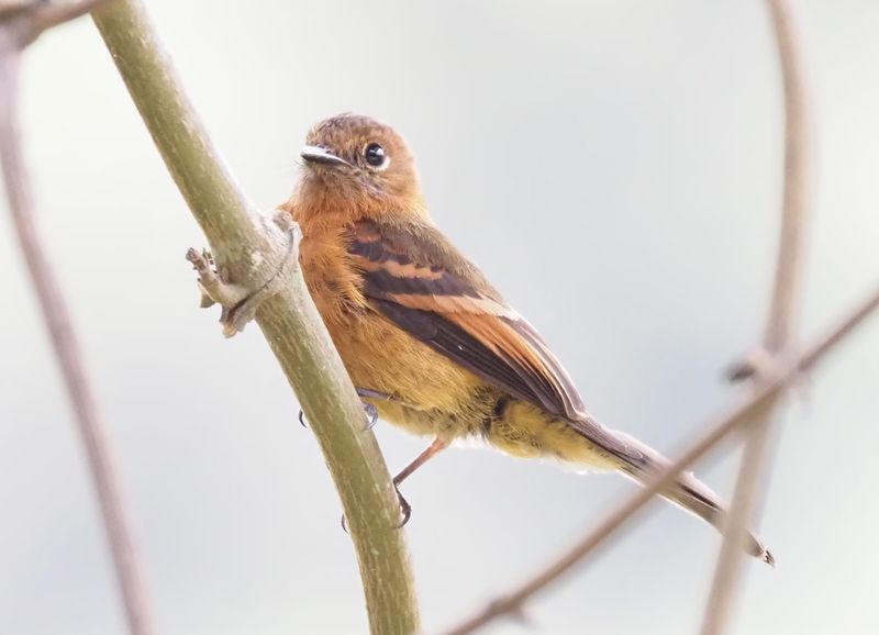Cinnamon Flycatcher