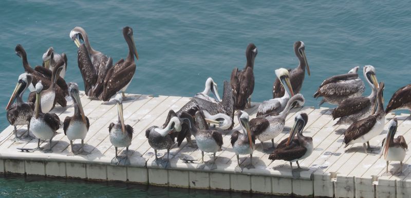 Peruvian Pelican