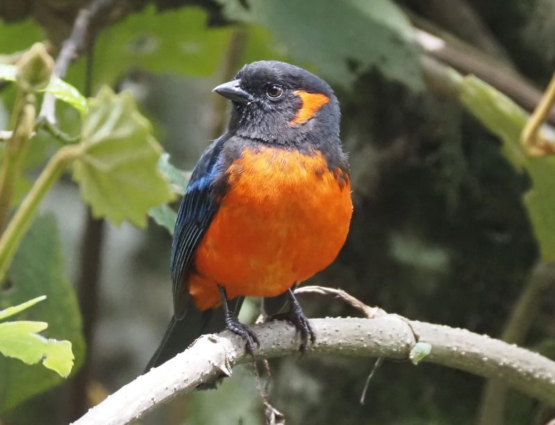 Scarlet-bellied Mountain-Tanager