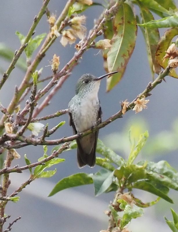 White-bellied Hummingbird - Ollantaytambo
