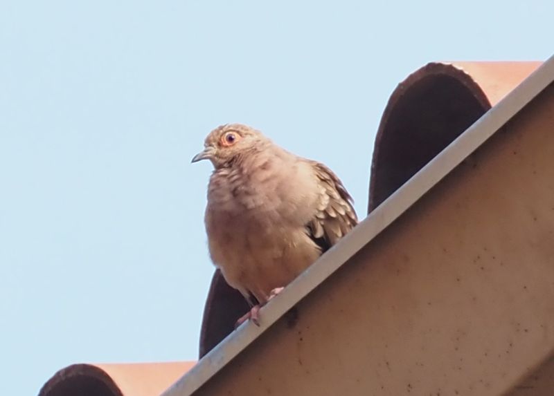 Bare-faced Ground Dove - Ollantaytambo