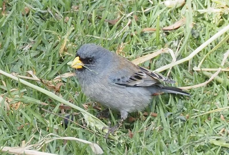 Band-tailed Seedeater - Ollantaytambo