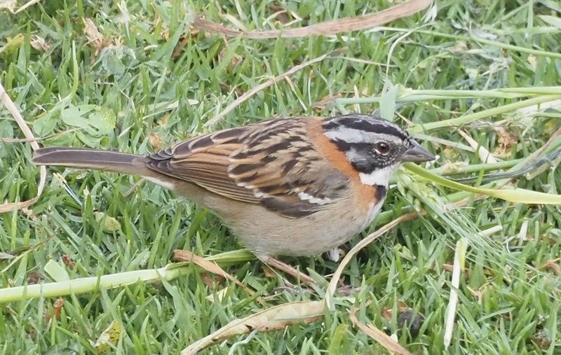Rufous-collared Sparrow - Ollantaytambo
