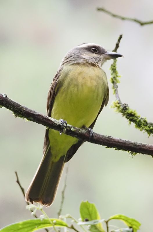 Golden-crowned Flycatcher - Inkaterra Lodge