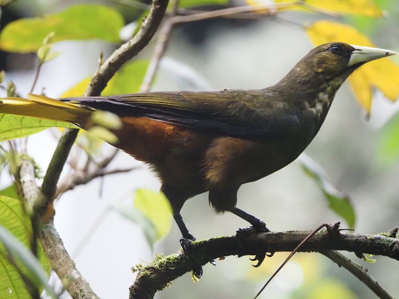 Dusky-green Oropendola - Inkaterra Lodge