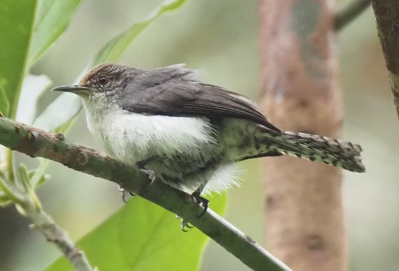 Gray-mantled Wren - Inkaterra Lodge