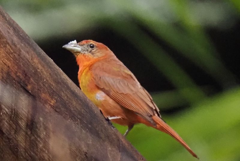 Hepatic Tanager - Inkaterra Lodge 