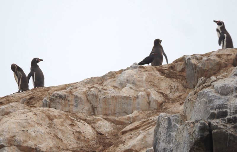Humboldt Penguin