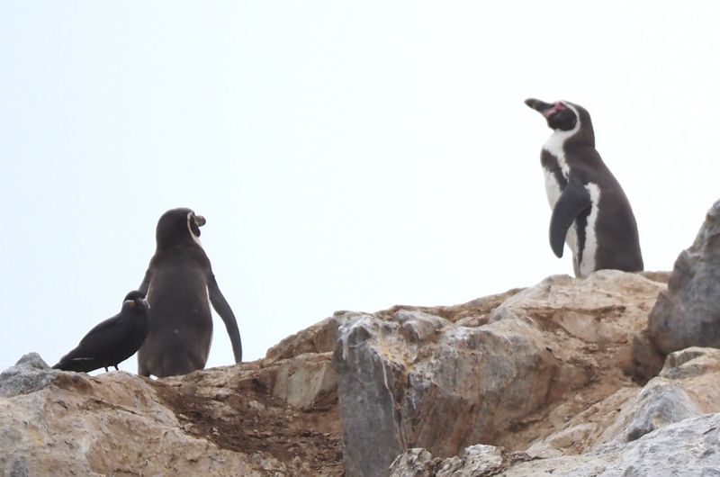 Humboldt Penguin
