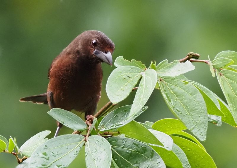 Silver-beaked Tanager