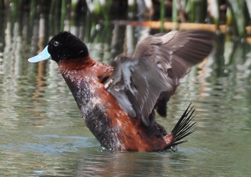 Andean Duck - Cusco area