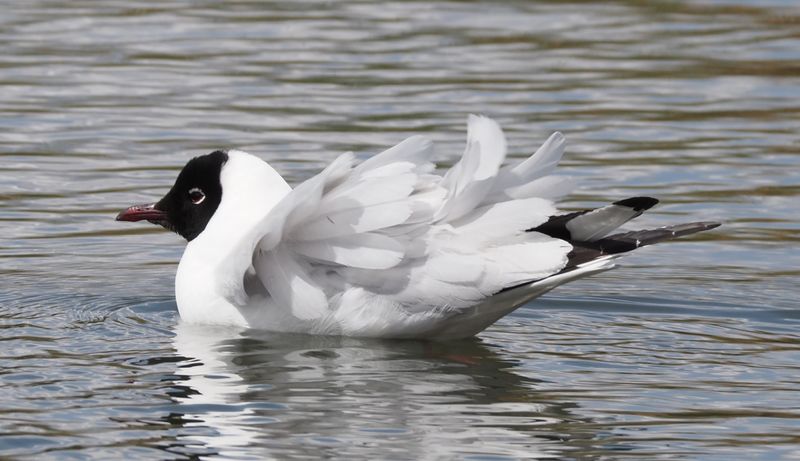 Andean Gull - Cusco area