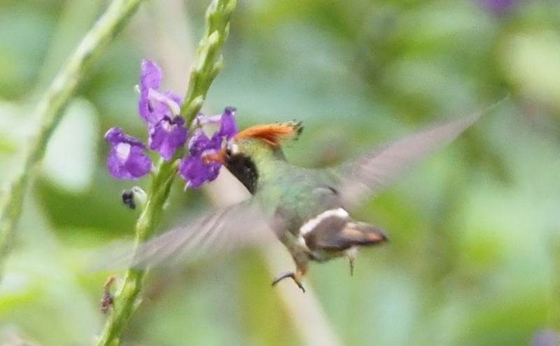  Birds of Peru