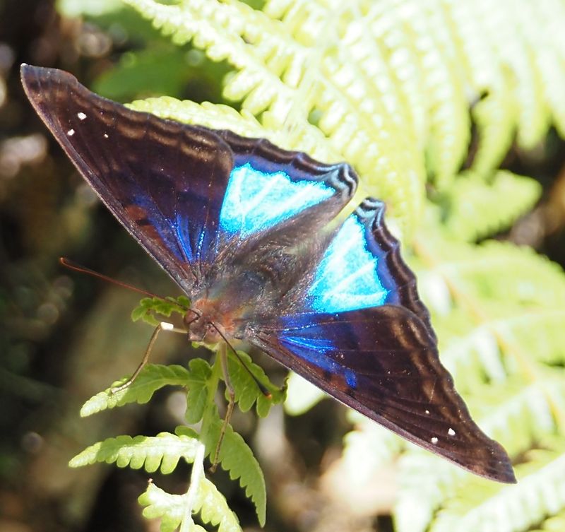 Cyan Emperor - Manu Road