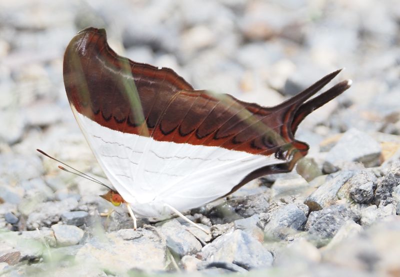 Waiter Daggerwing - Manu Road
