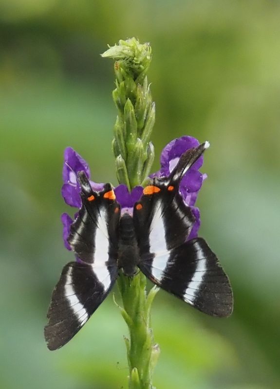 Periander Metalmark - Manu Road