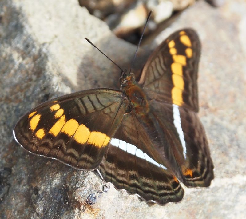 Adelpha
