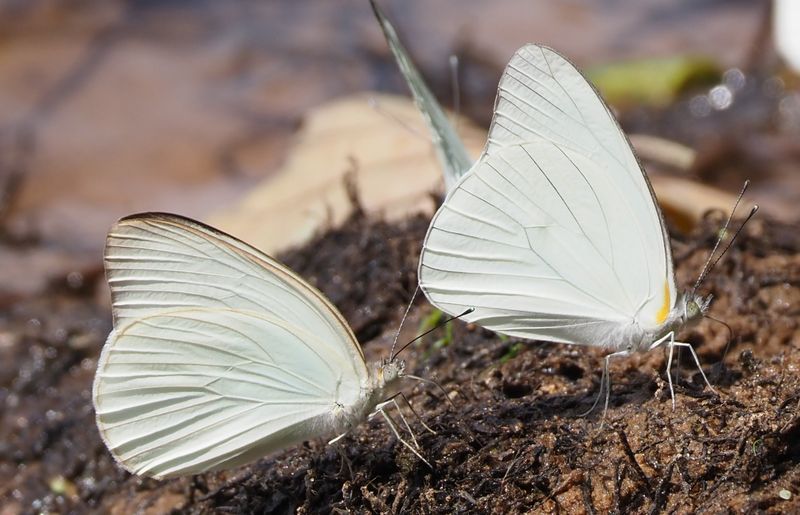 Great Southern, Tropical White - rainforest
