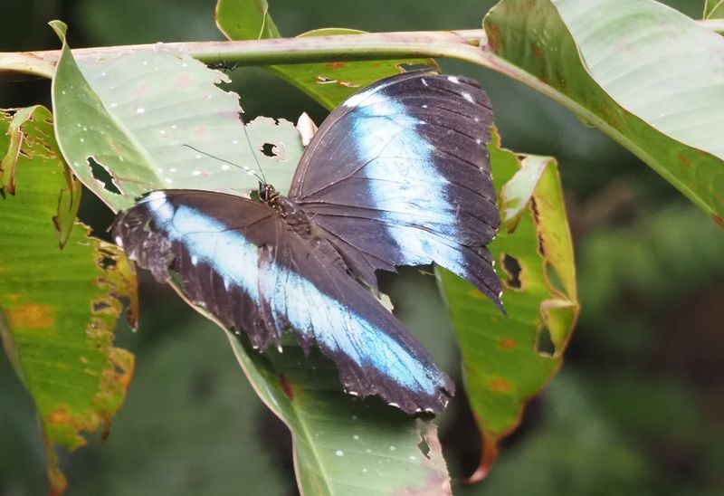 Achilles Morpho - rainforest