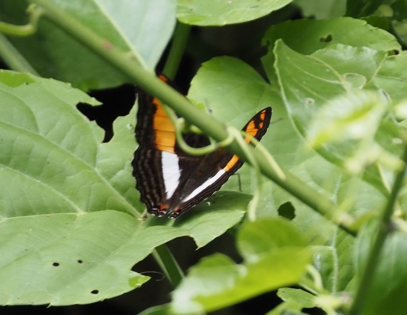 Adelpha malea - rainforest