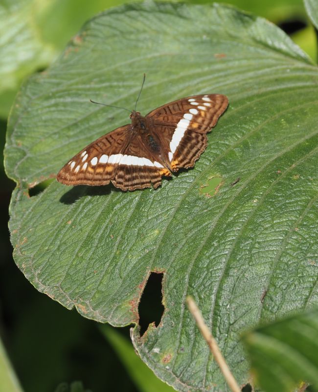 Adelpha Sister - Manu Road
