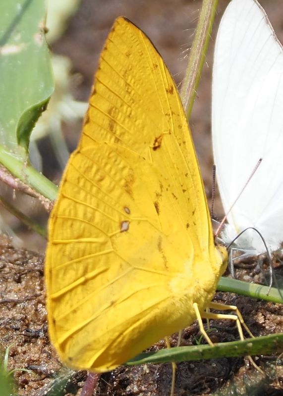 Apricot Sulphur - rainforest