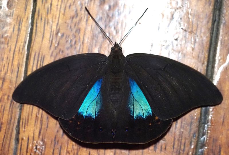 Butterfly - Cock of the Rock Lodge