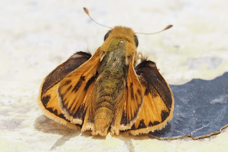 Fiery Skipper - Manu Road
