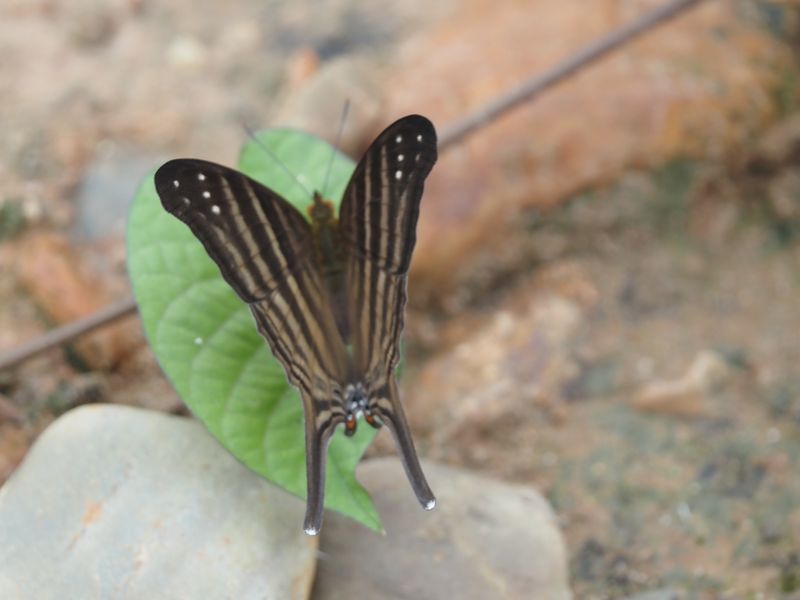 Many-banded Daggerwing - rainforest