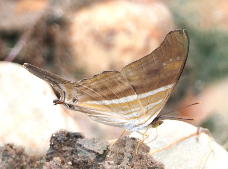 Many-banded Daggerwing 2 - rainforest