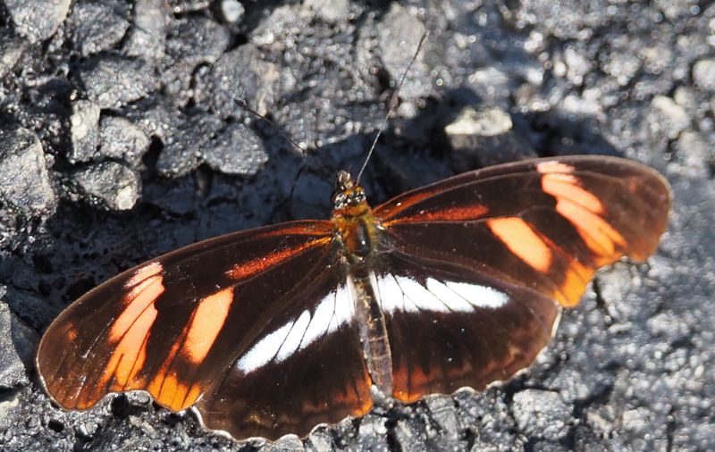 Podotricha telesiphe