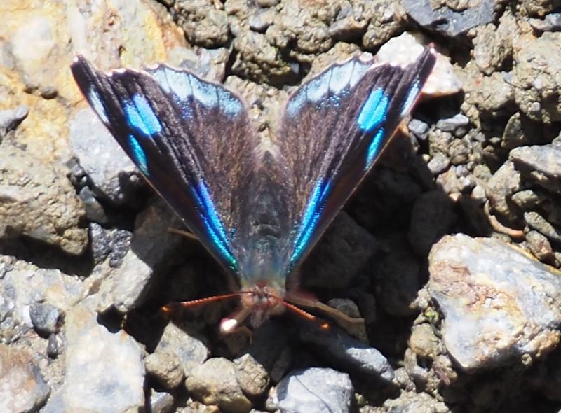 Orophila cecidas - Manu Road