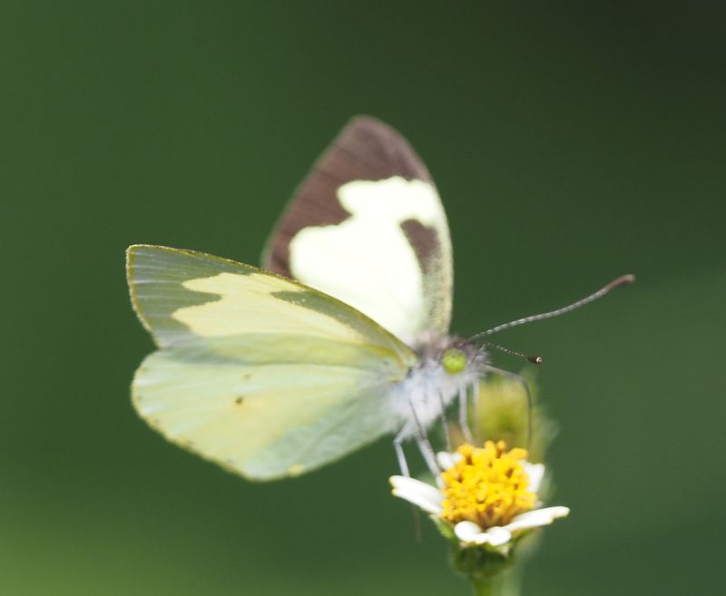 Silky Wanderer - Inkaterra