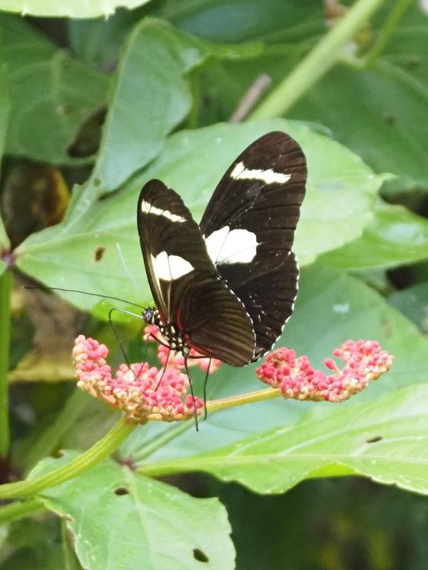 Butterflies of Peru