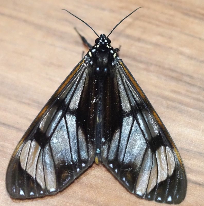 Arctiini sp.