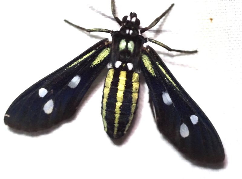 Calonotos sp