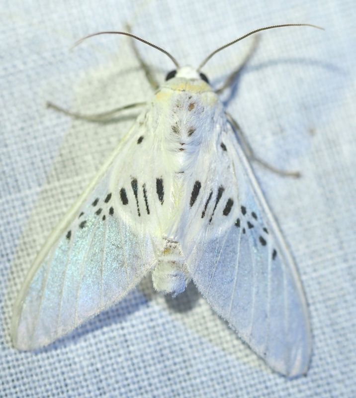 Mesoscia sp.