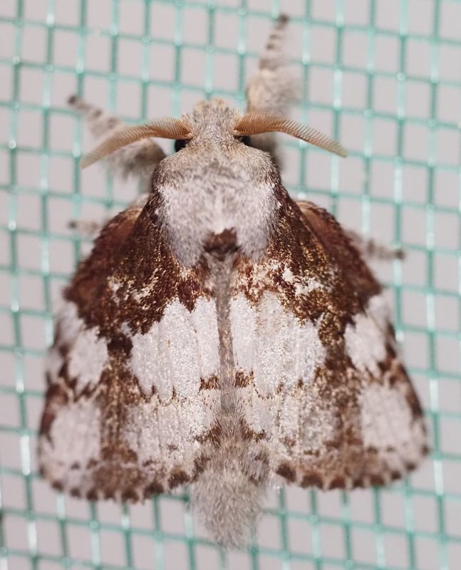Disphragis tharis