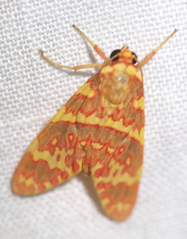 Phaegopterina sp.