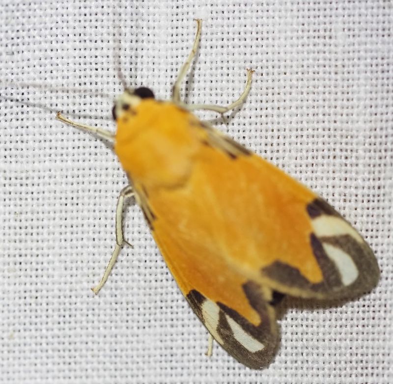 Ormetica zenzeroides
