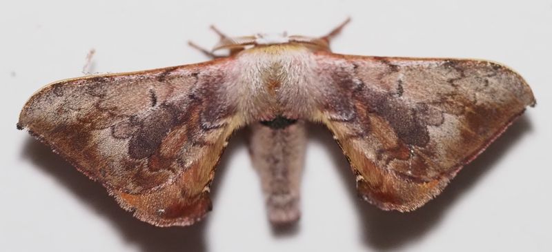 Quentalia sp.