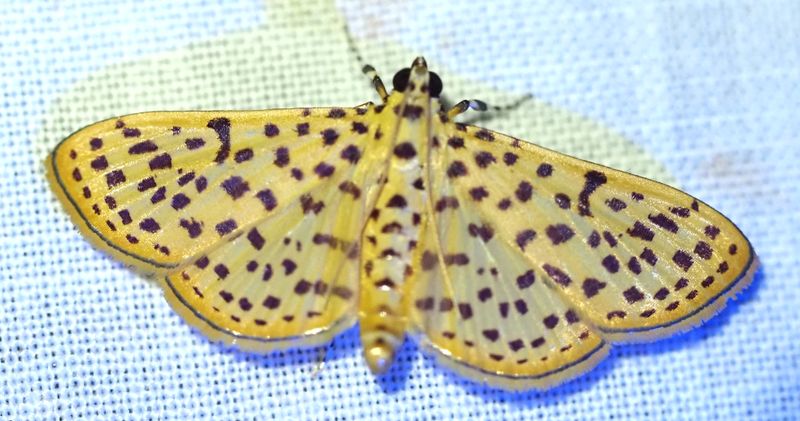 Red-Spotted Sweetpotato Moth