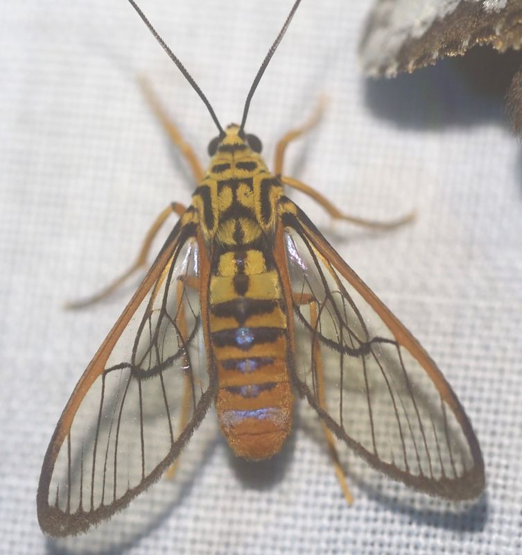 Pseudosphex sp.