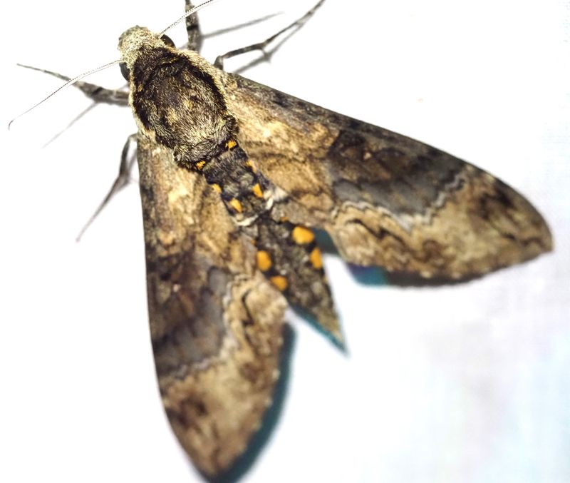 Manduca sp.