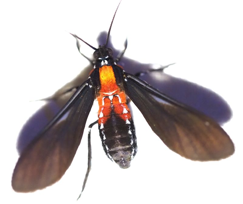 Saurita vindonissa