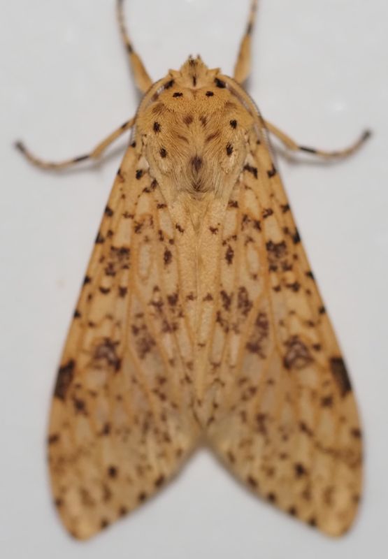 Arctiini sp.