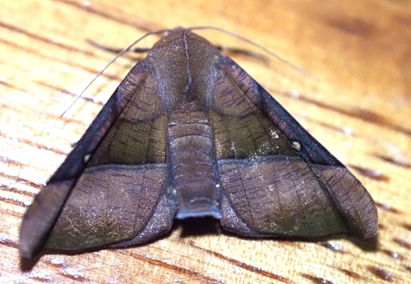 Lepidoptera