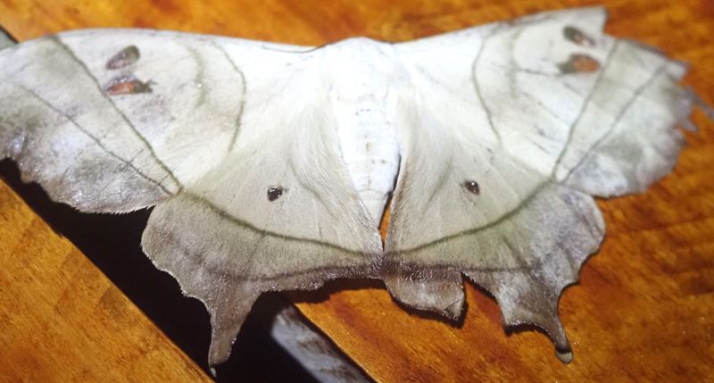 Dysdaemonia boreas
