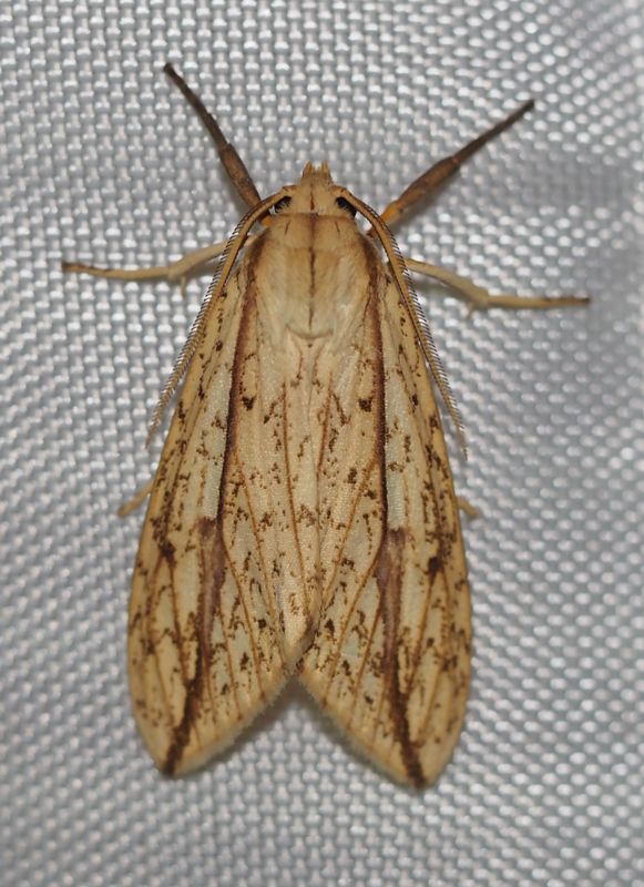 Lepidoptera