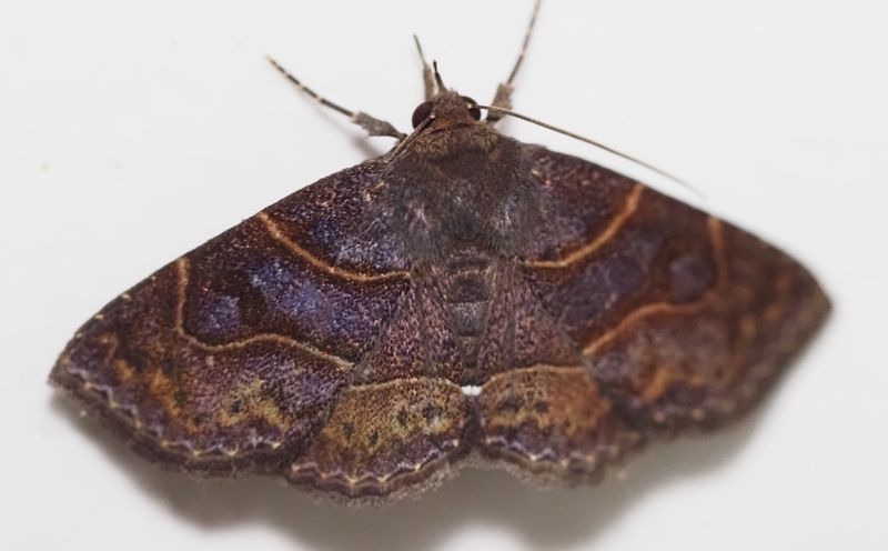 Lepidoptera